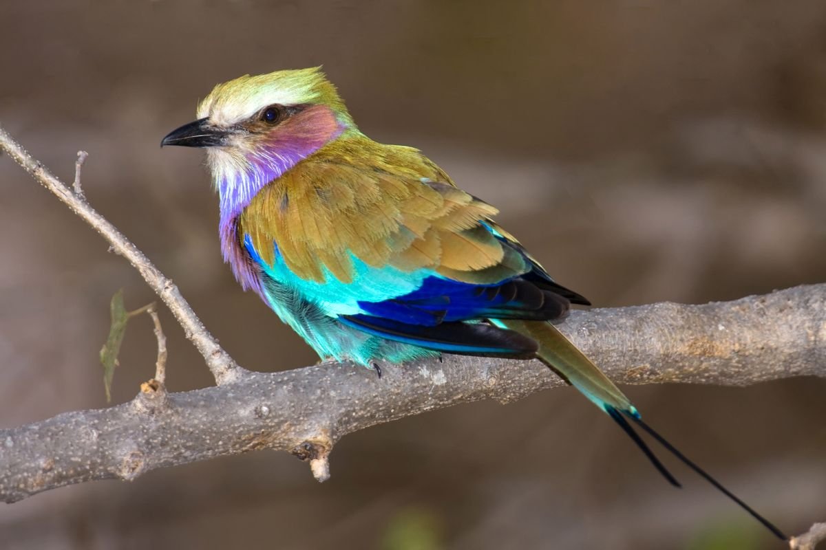 Lilac-breasted Roller in Tanzania in Tanzania
